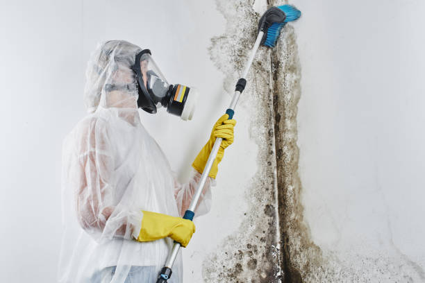 Attic Mold Removal in Brookhaven, MS