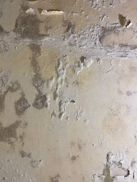 Best Affordable Mold Removal  in Brookhaven, MS