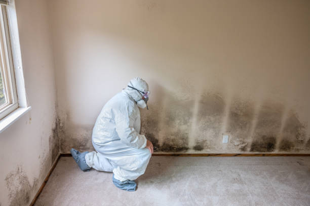 Best Crawl Space Mold Removal  in Brookhaven, MS